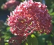 Hortensja drzewiasta (Hydrangea arborescens) 